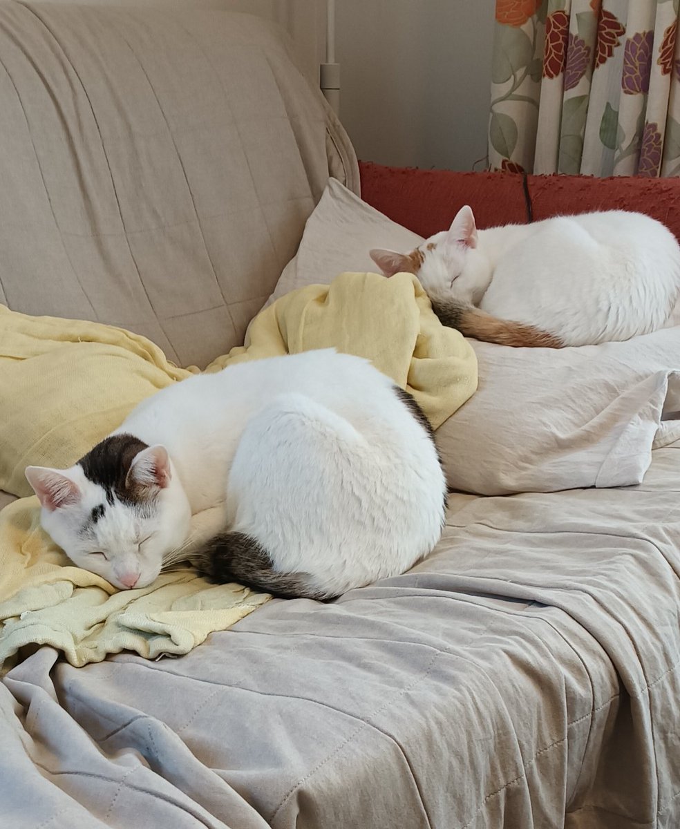 猫好きによる猫好きのための猫専用デバイスがついに誕生！ 永遠の