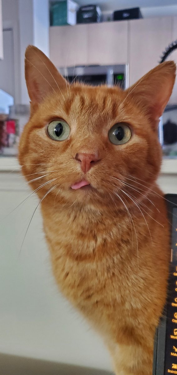 BeefskiTate's tweet photo. @Garrett_Watts This is Gabe. Aka Mr. Bones, Mr.Bonsey Jonsey (Alien reference) he was a stray for the first 5 years of his life so when my partner got him he had only 2 fangs and then had to get another removed. So he has 1 fang! Thats why his little tongue sticks out https://t.co/Lbm8SacTTx