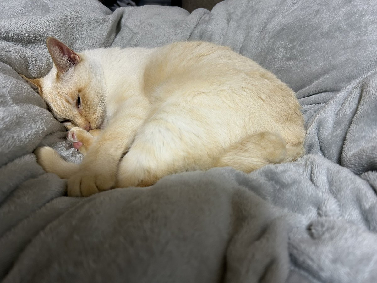 プミ雄
茶シャム(またはササカマ猫)
鍵尻尾
右目斜視
5キロの肥満

設定盛り過ぎではない？
少なくともダイエットはしような