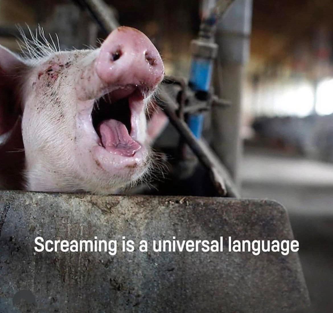 JohnOberg's tweet photo. Every scream on a factory farm is a plea for freedom. π https://t.co/52af5Vyw8R
