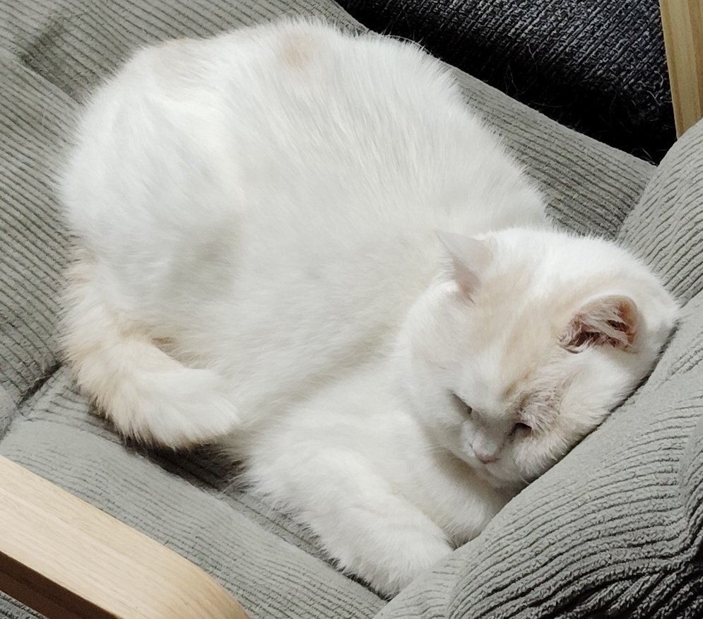 福ちゃん (@fukuchanwhite) / Posts / X