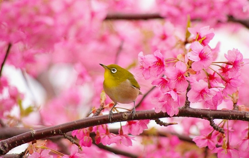 Satokoo1024's tweet photo. あっという間に春来たり～
知ってた？春告鳥って2～3月は囀りの練習中で下手っぴ、でも春本番になってくると"ホーホケキョッ"って美しい鳴き声に変わるのだそう
鶯さん､ファイト～📣w

そしてもう少し先、サクラ咲く季節
楽しいお知らせの予感…🌸.*ﾟ
愛すべき変わり者のみんな❣️応援してね( ت ) / https://t.co/IltI4Xp1ky