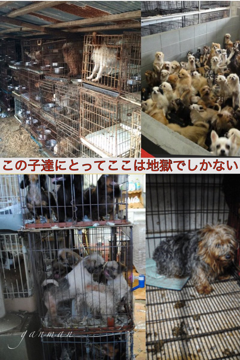 ＃悪徳繁殖業者撲滅
＃動物の命の尊厳とは

悪徳ブリーダーに自由とは無縁の
狭いケージの中に囲われ
その体も心もぼろぼろの人形のように
なってしまった犬猫たち

命とは何なのか
お金儲けの為に際限なく子供を産ませ
こんな姿になるまで自由を奪われた
小さな命たちが現に存在する