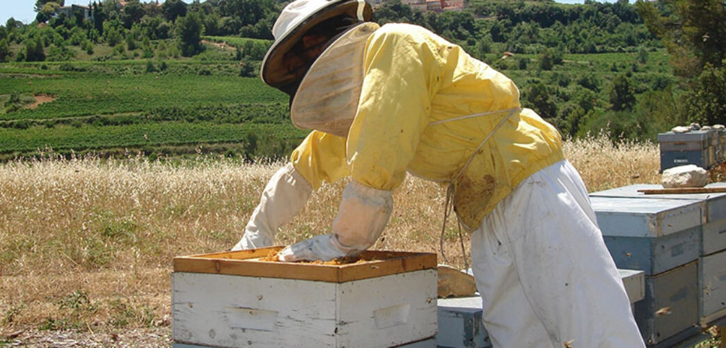 🐝Unió de Pagesos aconsegueix mesures a favor del sector apícola català i per reforçar els controls a l’etiquetatge i qualitat de mel importada.

La Resolució del Parlament inclou eines per a la comercialització i per valorar la mel local.

Més info➡️ bit.ly/4rqw5Bs