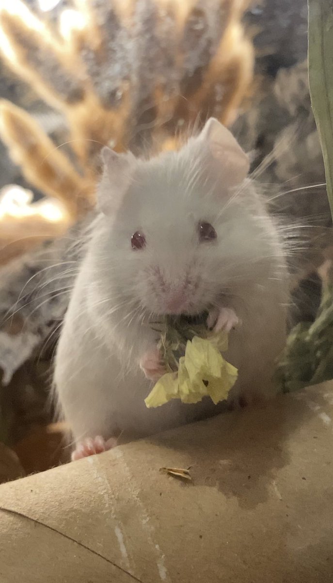 Spoolie 🐭🧵 tweet media