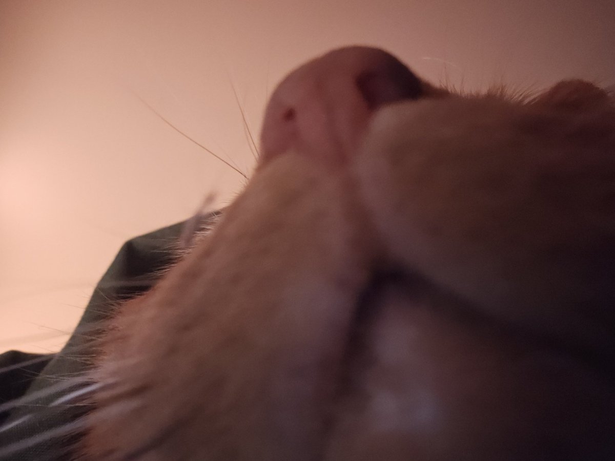 BeefskiTate's tweet photo. @Garrett_Watts More pics of Gabe. https://t.co/sEV8ukyGZA