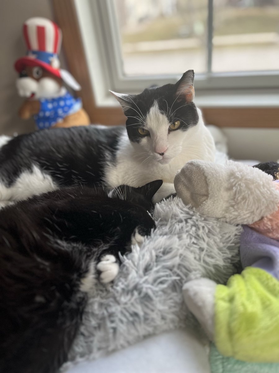 LilPumpSuicune's tweet photo. @Garrett_Watts Bailey and Tux! Tux is the ultimate loafer and Baileys real good at looking at the camera hehe https://t.co/7mliTwNFmu
