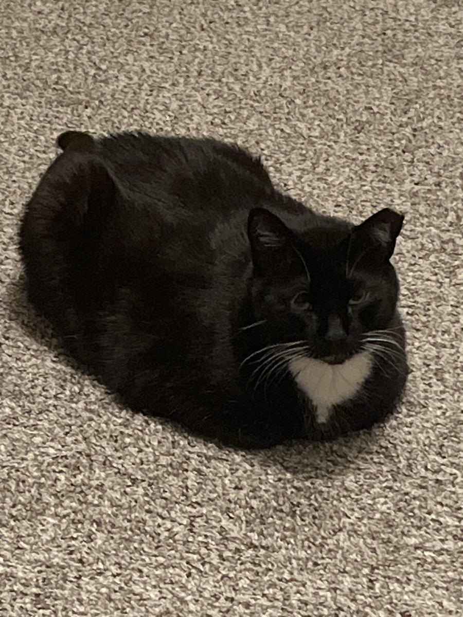 LilPumpSuicune's tweet photo. @Garrett_Watts Bailey and Tux! Tux is the ultimate loafer and Baileys real good at looking at the camera hehe https://t.co/7mliTwNFmu