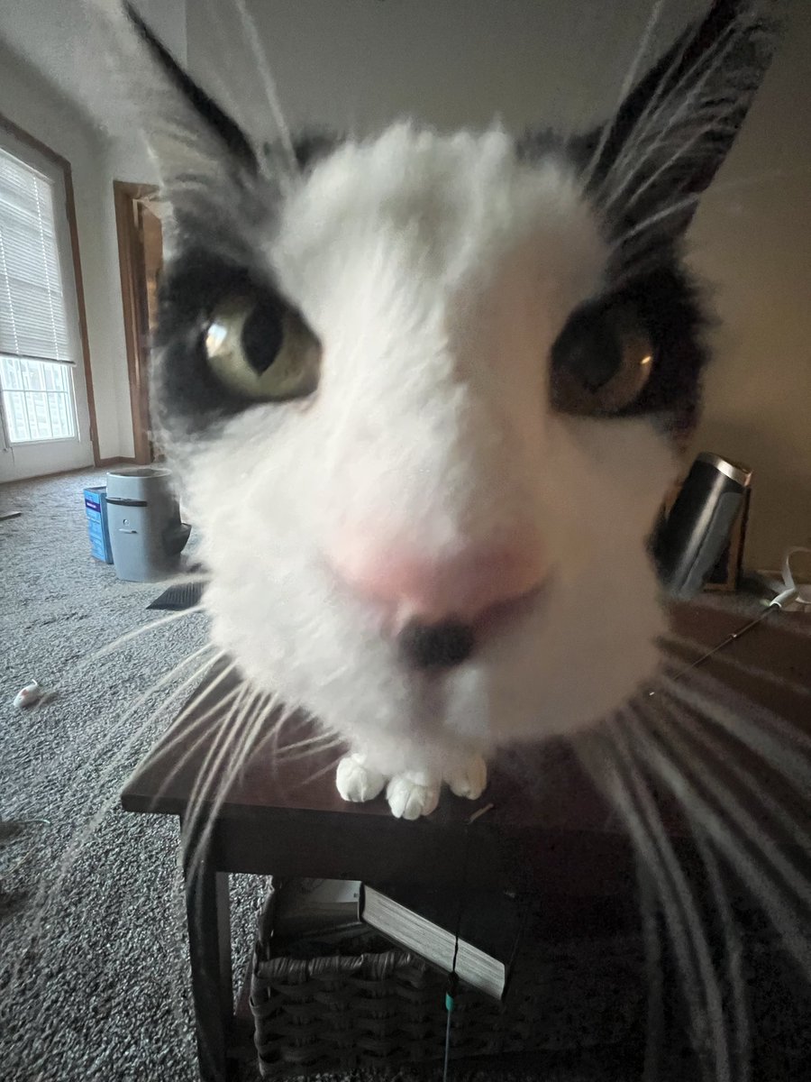 LilPumpSuicune's tweet photo. @Garrett_Watts Bailey and Tux! Tux is the ultimate loafer and Baileys real good at looking at the camera hehe https://t.co/7mliTwNFmu
