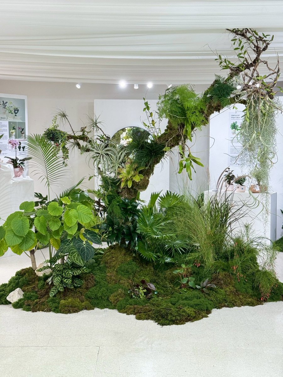The100ChannelT1's tweet image. 🌿☘️🪴นิทรรศการ  ‘HOPE BLOOMS’ เปิดแสดงผลงานของนักศึกษา 5 ทีมสุดท้ายจากภาควิชาออกแบบอุตสาหกรรม คณะสถาปัตยกรรมศาสตร์ จุฬาลงกรณ์มหาวิทยาลัย ร่วมมือกับ แบรนด์ ปักกิ่งดี 
#HOPEBLOOMS 🌿
#EcoDesign ☘️
#ChulaArchitecture 🪴
🎍🎋
เพื่อให้นักศึกษาได้แสดงผลงานออกแบบ “ต้นไม้ของขวัญ” และ