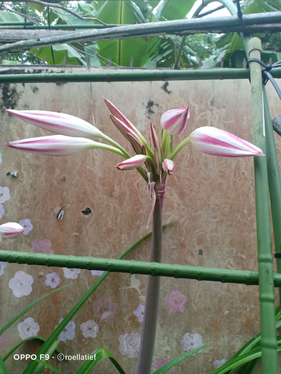 Crinum latifolium sore tadi