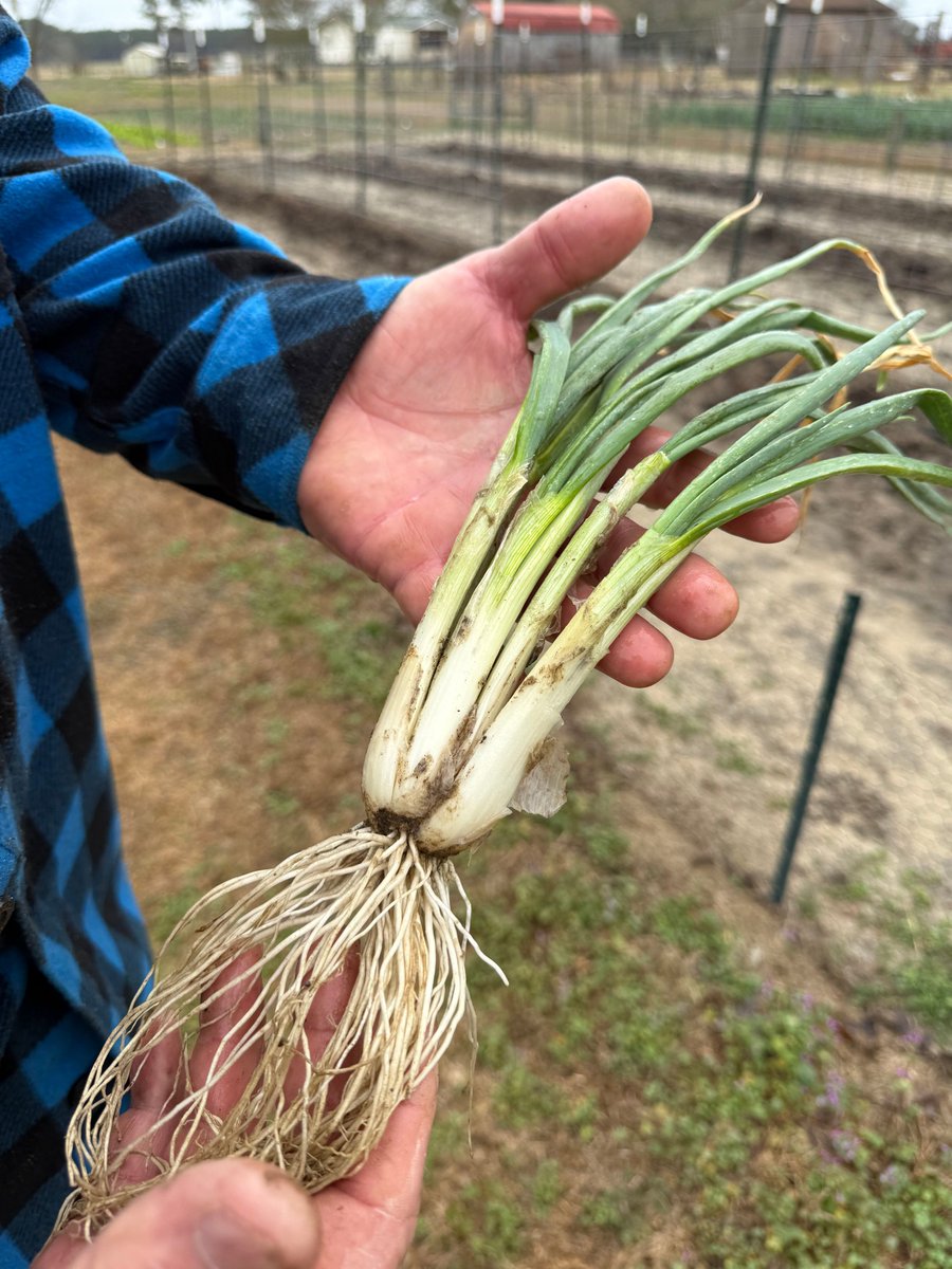 The heirloom multiplying onion that keeps on giving! The Thom Multiplying Onion is the easiest onion you will ever grow! #growhoss #hoss #growyourownfood #sustainableliving