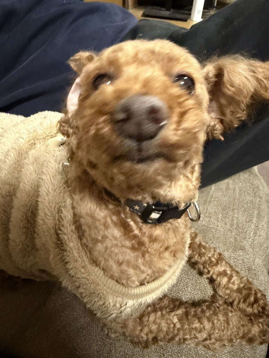 トリミングマロンをどうぞ！！ 画角バグってるマロンもどうぞ🌰 かわ