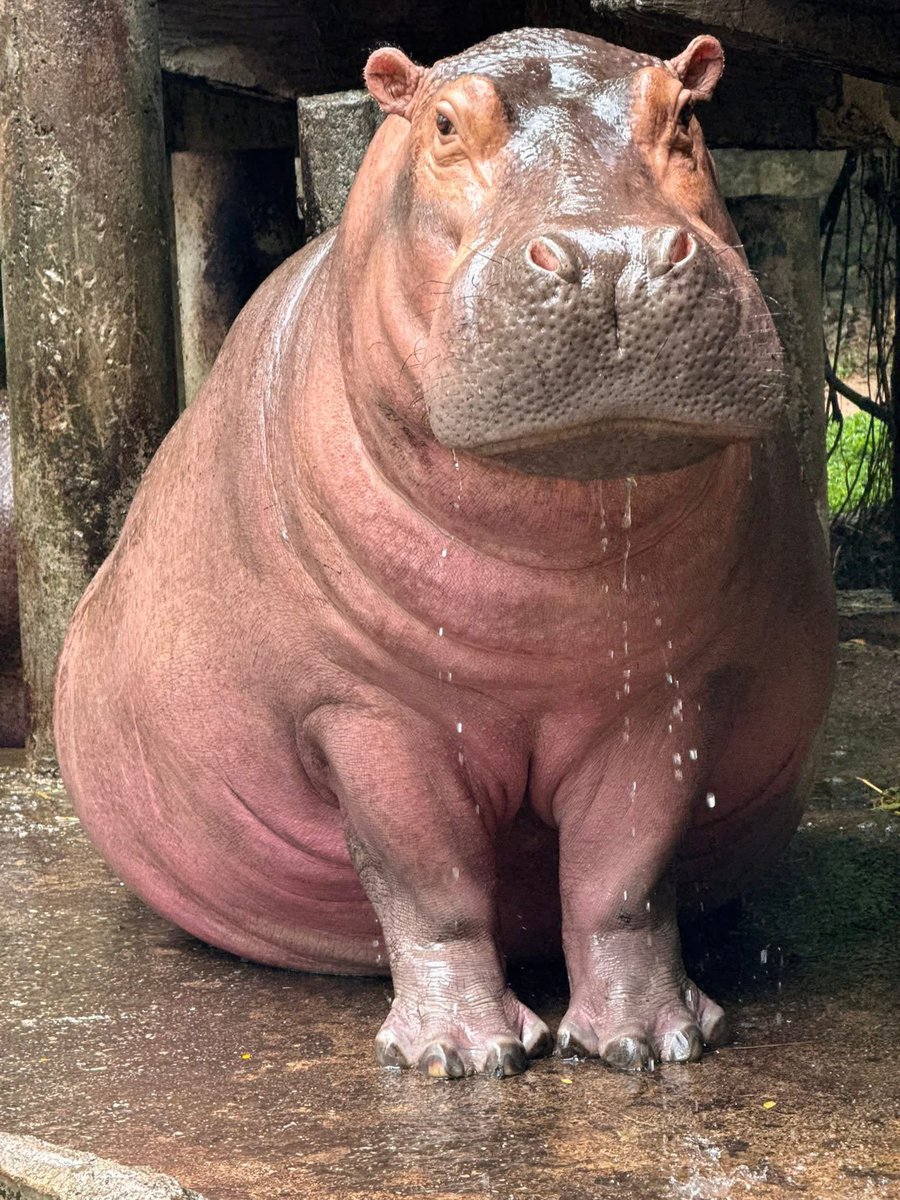 and_khamoo's tweet image. เวลานี้ ยกให้เป็นฮิปโปที่สวยที่สุดในโลก 
ตัดสินความสวยโดยผมเอง 555 
เวลาอยู่ใกล้ๆแล้วแบบหมั่นเขี้ยว อยากกอดอยากเล่นแต่ก็ยังอยากมีชีวิต ก็เลยไม่ได้เล่นมากเท่าไหร่😅 #hippo #PygmyHippo #ขาหมูแอนด์เดอะแก๊ง #หมูเด้งเด้งกี่โมง #Moodeng #พี่ขาหมู #สวนสัตว์เปิดเขาเขียว