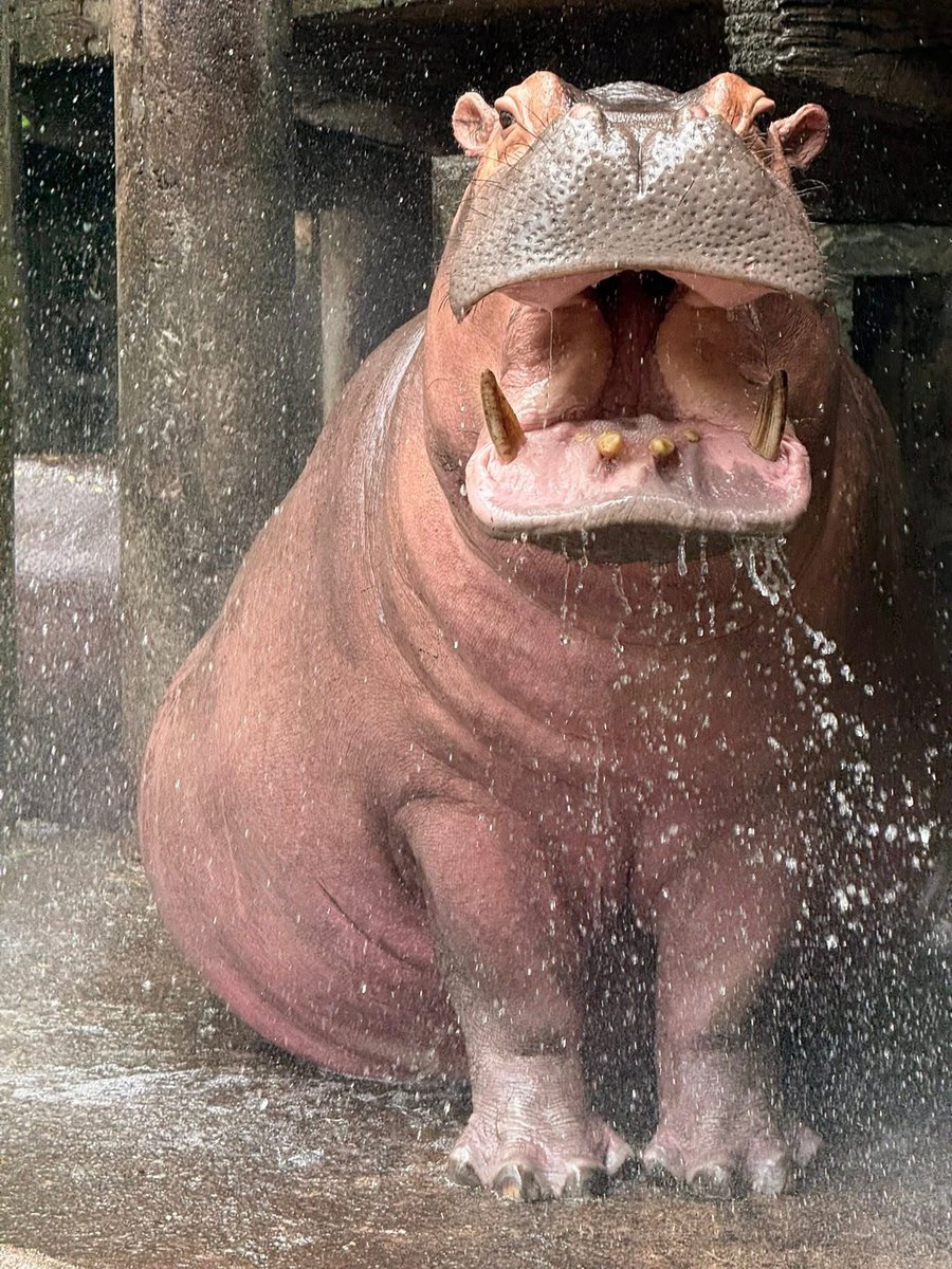 and_khamoo's tweet image. เวลานี้ ยกให้เป็นฮิปโปที่สวยที่สุดในโลก 
ตัดสินความสวยโดยผมเอง 555 
เวลาอยู่ใกล้ๆแล้วแบบหมั่นเขี้ยว อยากกอดอยากเล่นแต่ก็ยังอยากมีชีวิต ก็เลยไม่ได้เล่นมากเท่าไหร่😅 #hippo #PygmyHippo #ขาหมูแอนด์เดอะแก๊ง #หมูเด้งเด้งกี่โมง #Moodeng #พี่ขาหมู #สวนสัตว์เปิดเขาเขียว