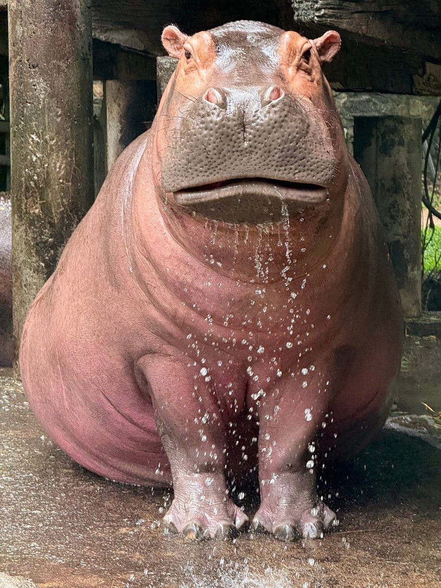 and_khamoo's tweet image. เวลานี้ ยกให้เป็นฮิปโปที่สวยที่สุดในโลก 
ตัดสินความสวยโดยผมเอง 555 
เวลาอยู่ใกล้ๆแล้วแบบหมั่นเขี้ยว อยากกอดอยากเล่นแต่ก็ยังอยากมีชีวิต ก็เลยไม่ได้เล่นมากเท่าไหร่😅 #hippo #PygmyHippo #ขาหมูแอนด์เดอะแก๊ง #หมูเด้งเด้งกี่โมง #Moodeng #พี่ขาหมู #สวนสัตว์เปิดเขาเขียว