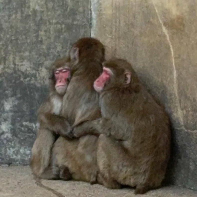 ตลกปู๊นว่ะ มันโดนดาราสับขาหลอกจนหลอนอ่ะ อันไหนมันชงหวาน พอเฉลยมาจริง ไปเวย์ขายขำหมด พอมันได้คลิปหวานๆมา มันชงตลกไว้ก่อนบอกดาราตด ต้องใช่แน่ แต่ก็ยังไม่ใช่อีก สงสารมันอยู่นะ ไม่เป็นไร ต้องมีสักวัน ที่ฝันเป็นจริง กอดๆ😂