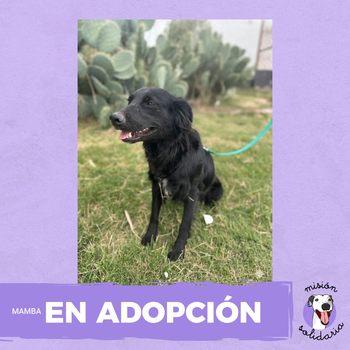 Mamba tiene 1 año. Está vacunada, castrada y desparasitada, es de tamaño mediano. Se lleva excelente con perros y gatos. 
Una negrita llena de amor para hacerte feliz por siempre
Zonas CABA y GBA
Queres adoptarla? Escribime!
misionsolidariatwitter@gmail.com
Asunto: Mambita negra
