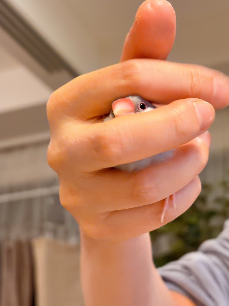 esutorizu's tweet image. 