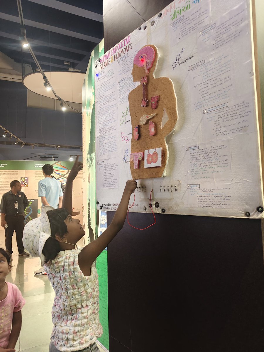 RSCRajkot's tweet image. Kids exploring at the #LifeScience #Gallery! 🧠✨
Curiosity in action as they learn which #hormone is secreted from which gland through the working model of Human #EndocrineGlands &amp;amp; Hormones @RSCRajkot. 🔬🧬
Hands-on science makes learning unforgettable! 💡  #YoungScientists