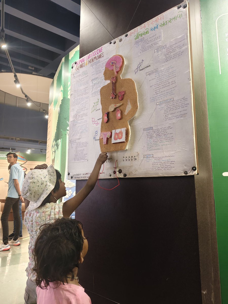 RSCRajkot's tweet image. Kids exploring at the #LifeScience #Gallery! 🧠✨
Curiosity in action as they learn which #hormone is secreted from which gland through the working model of Human #EndocrineGlands &amp;amp; Hormones @RSCRajkot. 🔬🧬
Hands-on science makes learning unforgettable! 💡  #YoungScientists
