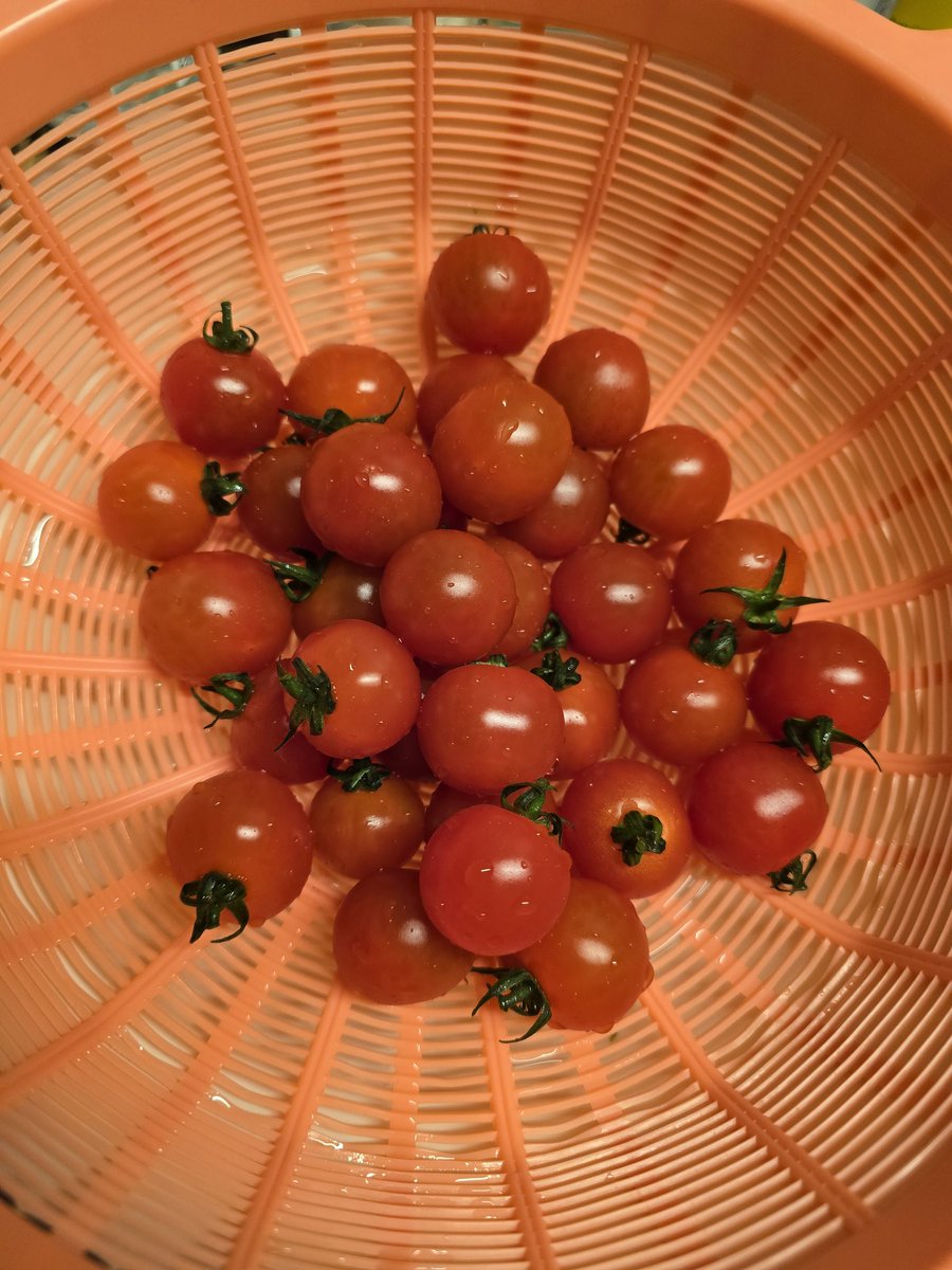 カウシェファーム