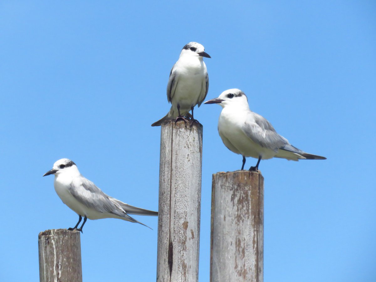Who is the winner? #DiplomasiIndonesia