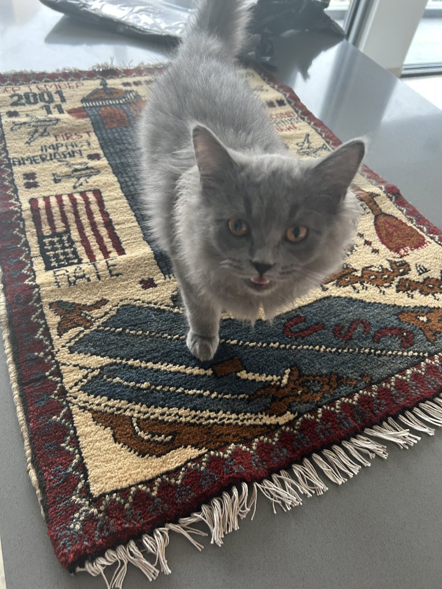 ilovecats tweet media