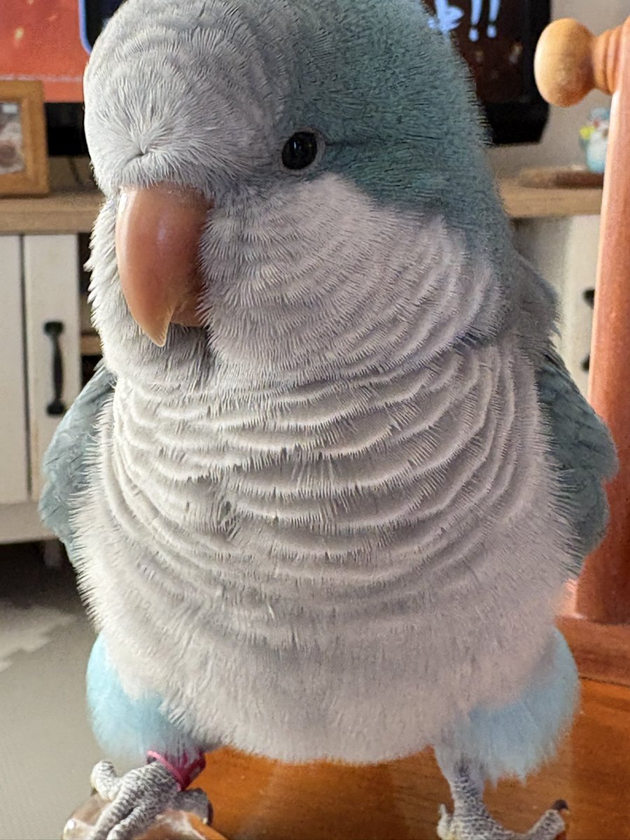 #TLに鳥のドアップ画像をあげて人々を幸せにしよう計画