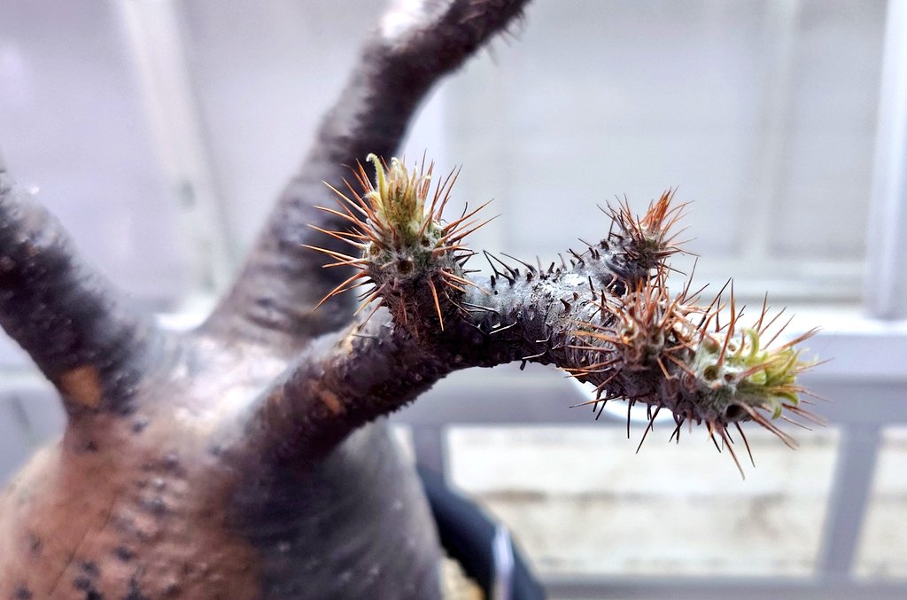 パキポディウム グラキリス わかりにくいかもしれませんが 枝先が緑っ