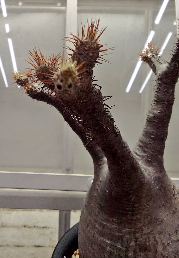 パキポディウム グラキリス わかりにくいかもしれませんが 枝先が緑っ