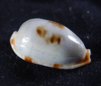 アフリカスソヨツメダカラ といいます(^o^) #貝 #貝殻 #標本