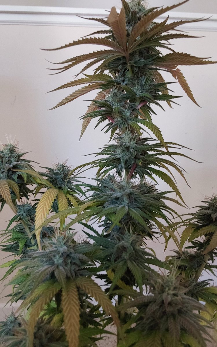 RustyBalls tweet media