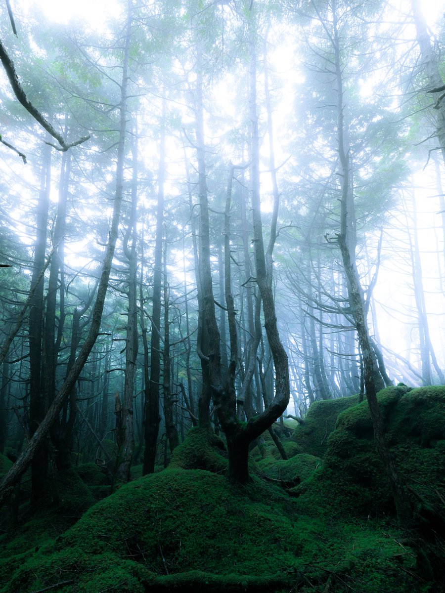 momo_mark2's tweet image. Sunlit Mist。