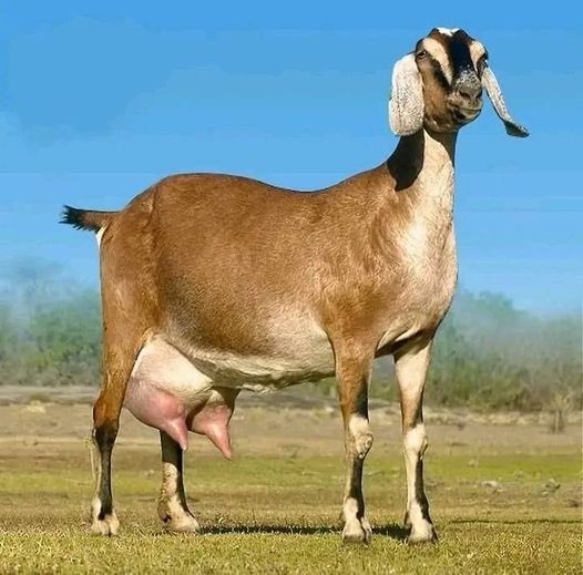 Mfasha Farming Solutions tweet media