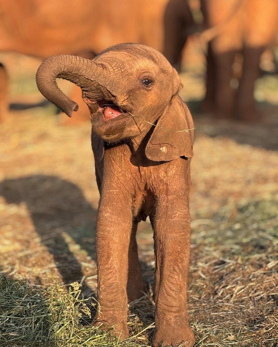 Little Aura was just one of the many joys delivered in January! And, you'll see, she's already working the camera like a pro.

Only weeks old, she is the wild-born daughter of our very own ex-orphan, Arruba. Thanks to our incredible supporters, we can give rescued orphans the
