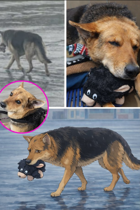TweeetsOfDogs's tweet image. After her owner left this world, a little dog was left alone on the streets of Detroit. He had no leash, he had no house, and I didn't understand what had happened either. The only thing he didn't let go was an old teddy bear he always carried in his mouth, as if it were the last