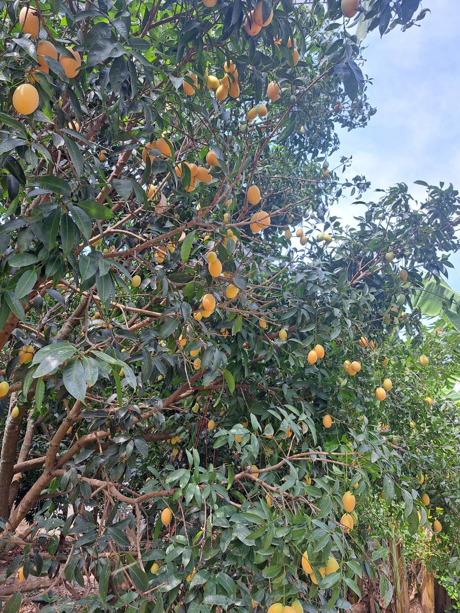 Kataii_Sweety's tweet image. **** ตลาดมะยงชิด ประจำปี เปิดละจ้า ****

ใครสนใจ มาสั่งกันได้เลย
มะยงชิด จากสวนที่บ้าน
1 โล 100 บาท
ค่าส่ง 60 โลถัดไป + 10 บาทจ้าาา

สนใจ ทัก DM ได้เล้ยยยยยยยย