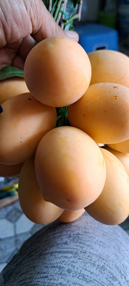 Kataii_Sweety's tweet image. **** ตลาดมะยงชิด ประจำปี เปิดละจ้า ****

ใครสนใจ มาสั่งกันได้เลย
มะยงชิด จากสวนที่บ้าน
1 โล 100 บาท
ค่าส่ง 60 โลถัดไป + 10 บาทจ้าาา

สนใจ ทัก DM ได้เล้ยยยยยยยย