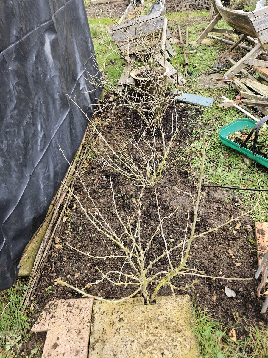 GrowingRogueUK's tweet photo. Weeding gooseberries is like bathing a cat. It's good in the long run, but it hurts at the time. May or may not have shouted "I'm trying to help you!" at a bush... 

Also, still have one un-rotted Table Top Pumpkin to show at the seed swap, still going!

#Allotment https://t.co/rNEPyLsbfH