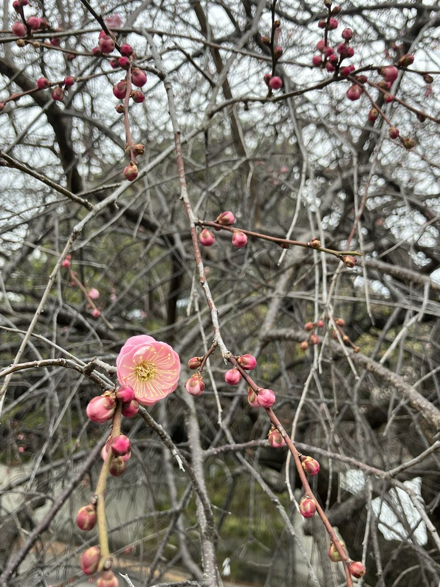 でりこ（闇と泡） tweet media