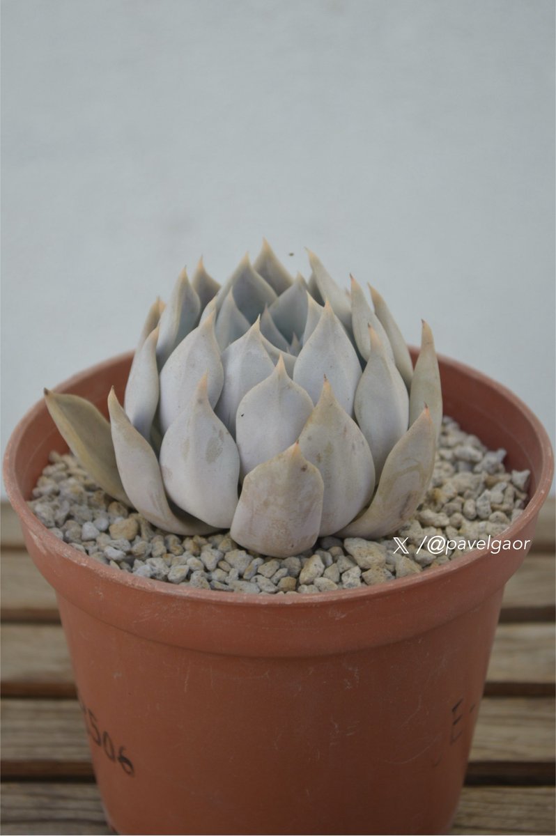 pavelgaor's tweet image. Para este #ViernesDePresumirSuculentas 

𝑬𝒄𝒉𝒆𝙫𝒆𝒓𝒊𝒂 𝒋𝒖𝒍𝒊𝒂𝒏𝒂🇲🇽

Originaria de la frontera entre los estados mexicanos de #Sinaloa y #Durango, crece en el bosque tropical caducifolio y fue nombrada en honor a Julia Etter por sus aportaciones a la botánica mexicana.