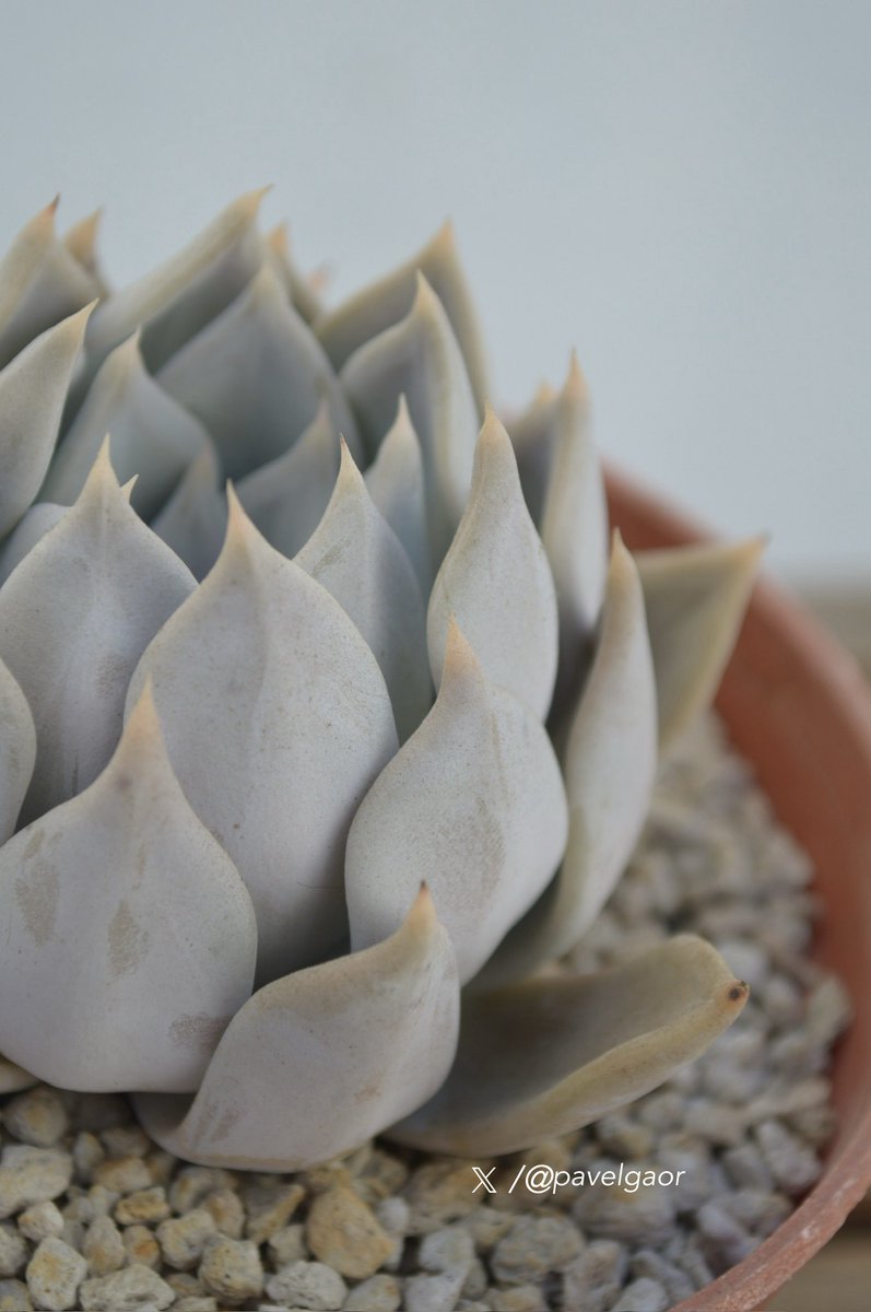 pavelgaor's tweet image. Para este #ViernesDePresumirSuculentas 

𝑬𝒄𝒉𝒆𝙫𝒆𝒓𝒊𝒂 𝒋𝒖𝒍𝒊𝒂𝒏𝒂🇲🇽

Originaria de la frontera entre los estados mexicanos de #Sinaloa y #Durango, crece en el bosque tropical caducifolio y fue nombrada en honor a Julia Etter por sus aportaciones a la botánica mexicana.