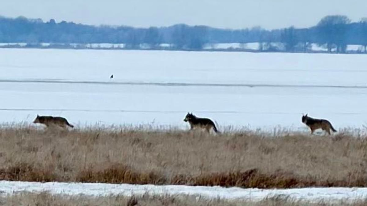 Drei Wölfe wurden am Freitagmorgen am Ufer von Deutschlands größtem Binnensee fotografiert. Ein gefundenes Fressen für CDU-Mann Thomas Diener, der gar nicht weit entfernt wohnt. nordkurier.de/regional/mueri…