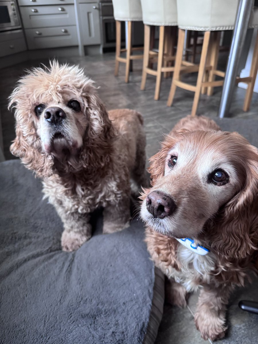 SpanielsSuper's tweet image. Funny you should mention that?
#TabletQueue 
Mini ones….. but several each 👍