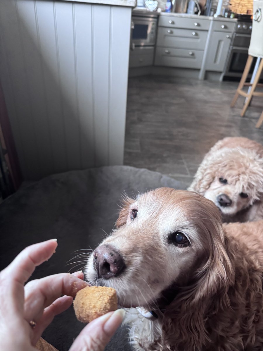 SpanielsSuper's tweet image. Funny you should mention that?
#TabletQueue 
Mini ones….. but several each 👍