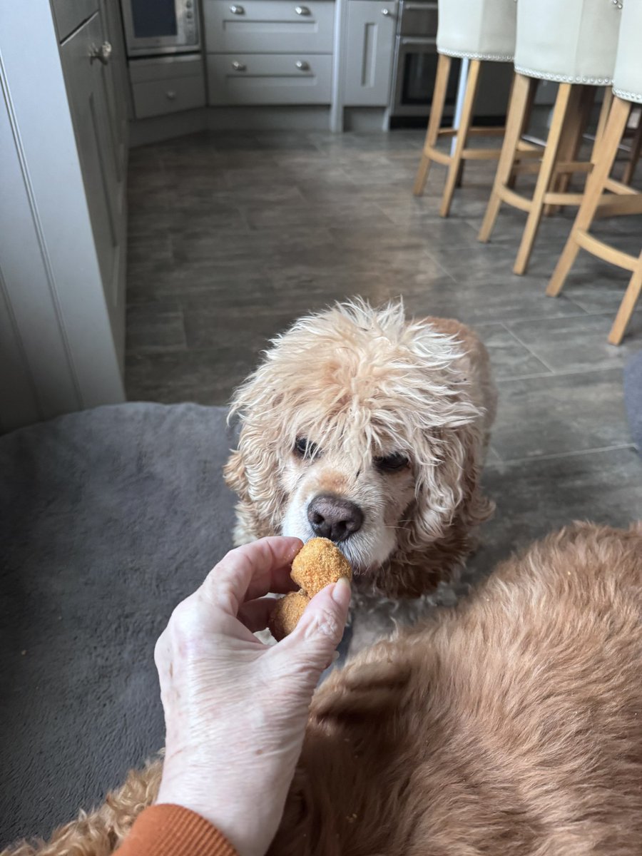 SpanielsSuper's tweet image. Funny you should mention that?
#TabletQueue 
Mini ones….. but several each 👍