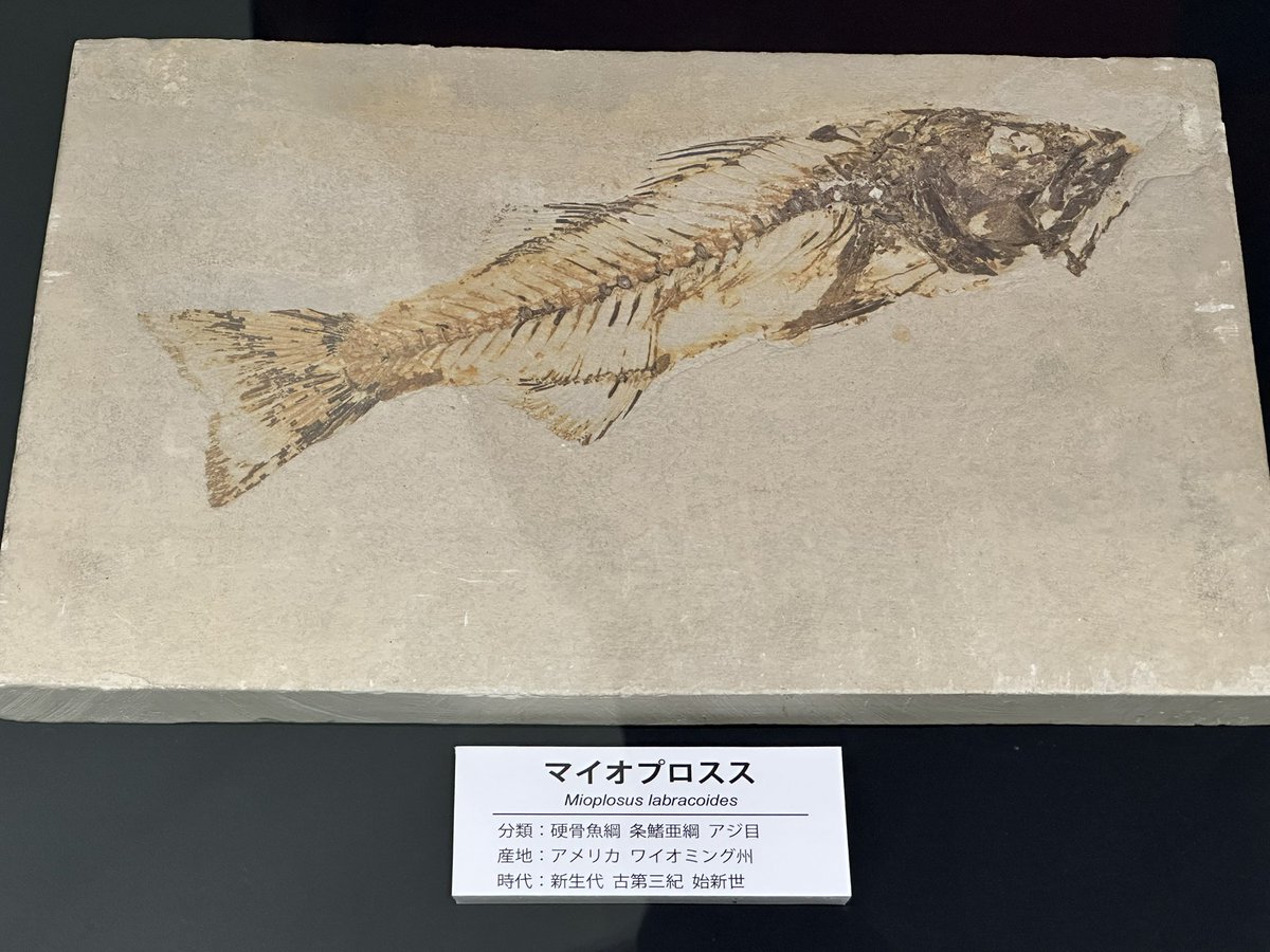 そう言えば徳島県立博物館、今は化石魚類の小規模な企画展をやっている