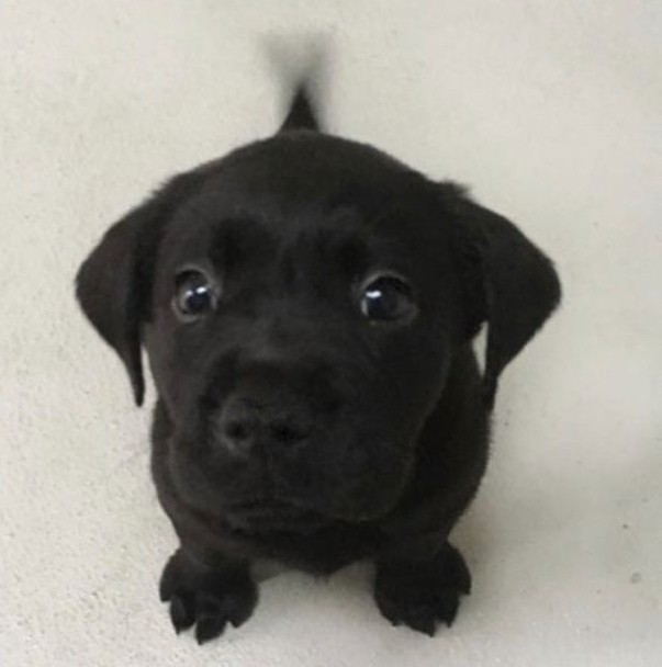 victxrya_'s tweet image. lovebombing se aproveita mesmo pq eu conheci um querido SEGUNDA e ontem eu falei que tava com dor de garganta e ele veio aqui na minha casa só pra me trazer remedinho e pastilhinha pra eu ficar melhor