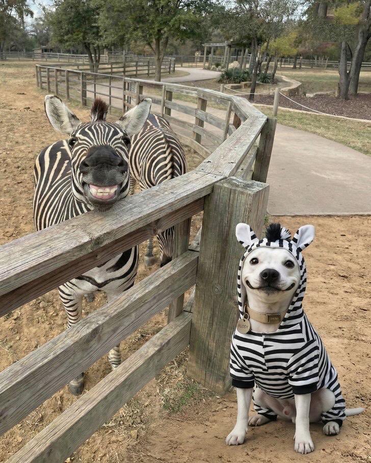 Sezer Öztürk tweet media